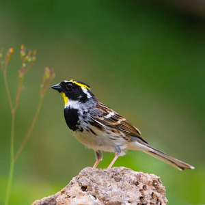 观赏鸟春暖鸟虎头凤黄喉鹀黄蓬头眉子各种杂鸟饲料活体鸟饲料包邮