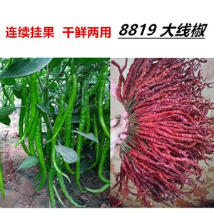 【8819大线椒种子】高产长辣椒 朝天椒 羊角椒 特大牛角椒蔬菜籽
