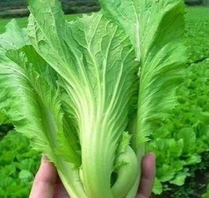 【潮州芥菜】潮州芥菜品牌,价格 - 阿里巴巴