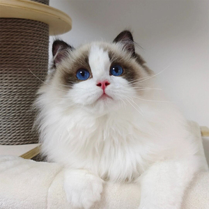 布偶猫幼猫纯种蓝双海双山猫长毛赛级仙女猫幼崽活物宠物猫咪猫舍