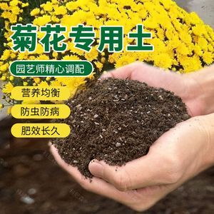 菊花专用土四季菊花荷兰菊盆栽营养土家庭乒乓菊专用肥料种植土壤