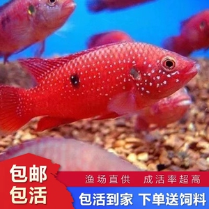 鱼红宝石鱼热带观赏鱼血钻三湖慈鲷活体淡水宠物公母可繁殖21人付款