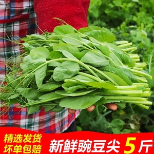 顺丰苏北农村现摘露天新鲜豌豆头豌豆苗豌豆尖龙须菜时令蔬菜4斤