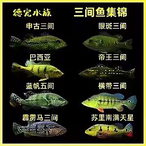 进口巴西亚苏里南满天星帝王三间蓝帆眼斑横带七间水族热带鱼龙鱼