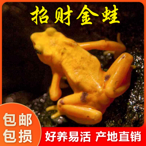 金蛙爬宠活物小金蟾观赏宠物蝌蚪蛙苗活体龙鱼饲料乌龟活食小丑蛙