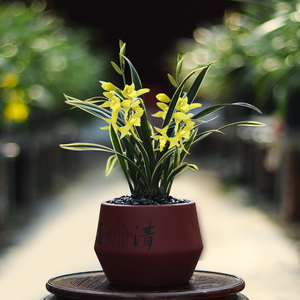 兰花苗盆栽 神童冠 金边矮种迷你建兰盆栽室内花卉绿植好养浓香型