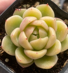 冰城多肉植物白玫瑰油腻腻状态好贵货满38包邮暴走兔精品多肉