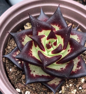 黑檀汁乌木多肉植物黑背状态好暴走兔精品多肉