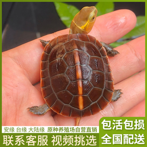黄缘龟幼龟闭壳皖南安缘台缘龟苗安徽活物盒龟缘龟小乌龟活体人工