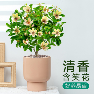 含笑花盆栽树苗四季阳台室外好养开花浓香型庭院易活观花植物盆景