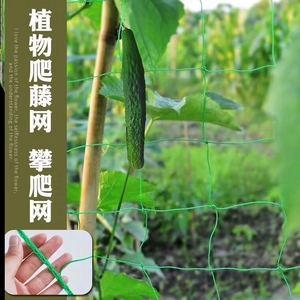 50种业批发大全淘宝精品砍瓜种子 吊瓜种籽四季特大农家秧巨型菜瓜