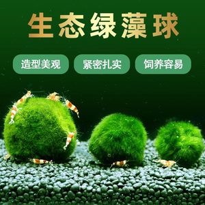 【绿藻球鱼缸水草活体】生态瓶海藻球水族箱造景装饰绿藻球大中小