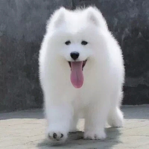 纯种大白熊白色萨摩耶犬幼犬澳熊版雪橇犬微笑天使活体宠物狗狗