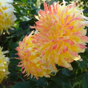 【3棵包邮】黄色月季【烟花波浪】像菊花的月季花苗盆栽庭院玫瑰
