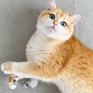 英短金渐层幼猫纯种ny12奶猫宠物猫咪短腿活物长毛幼体英国短毛猫