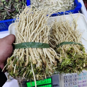 东北野生新鲜岗地根山野菜纯陆地岗地根炖土豆顺丰包邮500克1份.