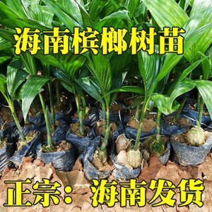 正宗海南槟榔苗槟榔树苗槟榔树树苗 海南发货