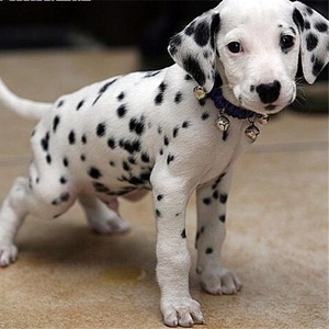 斑点狗幼犬纯种大麦町