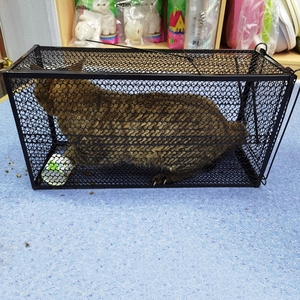 150人付款天猫捕捉扑捉器黄鼠笼子狼的笼子家用陷阱驱赶器室外抓逮捉