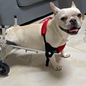 401人付款淘宝狗狗瘫痪后肢轮椅后腿残疾辅助康复车支架断腿大小狗