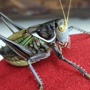 蝈蝈活鸣虫平谷冬蝈蝈山青蝈蝈铁皮蝈蝈新脱蝈蝈点药翡翠葫芦叫罐