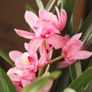 兰花苗建兰夜来香 墨兰企黑 金华山浓香美观报岁兰绿植花卉室内