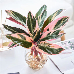 火凤凰凤凰芋水培盆栽凤凰竹芋七彩竹芋孔雀竹芋土培懒人客厅花