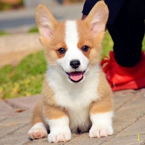 纯种柯基幼犬活体双血统小短腿两色柯基三色柯基犬小型犬宠物狗狗