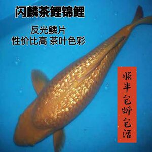 日本纯种闪鳞茶鲤银鳞火鲤红茶绿茶奶茶黑茶反光鳞片观赏鱼苗包邮