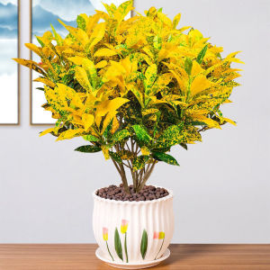 【黄金万两盆栽植物室内】黄金万两盆栽植物室内品牌,价格 - 阿里巴巴