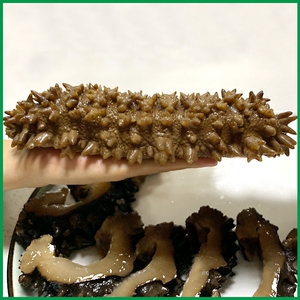 包邮餐饮宴会商用速冻水发大个梅花参肉厚速发即食海参刺参辽参