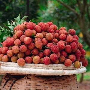 荔枝新鲜5斤现摘现发当季水果茂名高州白糖罂老树荔枝4月顺丰空运