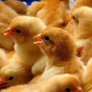 三黄鸡活苗快大肉鸡苗出壳洋鸡小鸡苗活体九斤黄鸡雏10只起发包邮