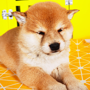 日本狗品种柴犬图片