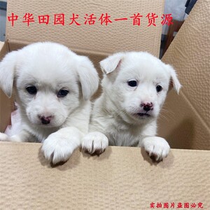 纯白田园犬活体小土狗幼犬小白狗活体