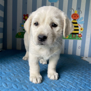 纯白拉布拉多混血中型犬白色田园犬活体视频选直播购一物一拍