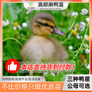 80只高邮麻鸭活苗大种麻鸭苗活体产蛋小鸭雏品种齐全公母可选包邮