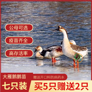新农禽业淘宝(10只装)雁鹅活苗幼苗狮子头鹅苗