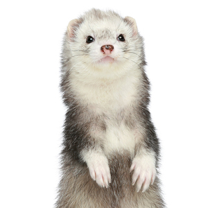 宠物貂安格鲁雪貂小水獭宠物活物活体花貂安德鲁安哥鲁活幼崽水貂