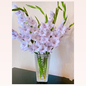 900人付款天猫剑兰鲜切花云南昆明斗南基地直发粉红色兰花节节高真花