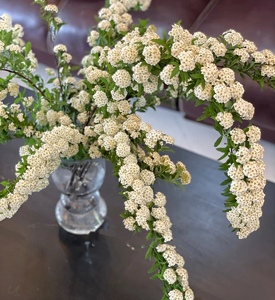 美花美家鲜花小手球鲜切花生日情人节客厅花苞多花期长顺丰航空