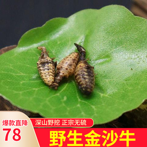 野生金沙牛地牯牛中药材广西蚁狮金砂牛蚂岭虫无杂质沙牛虫10g