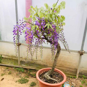 紫藤花苗矮桩丰花爬藤树苗蓝月亮日本紫藤庭院阳台攀援盆栽植物