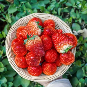 正宗现摘红颜99草莓新鲜水果牛奶草梅丹当应季大个奶油甜东现摘现