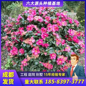 成都茶梅茶花庭院园林绿化工程苗木树苗花园植物四季常绿冬天开花