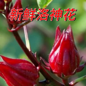 2024洛神花新鲜现摘鲜果现摘广西红桃K玫瑰茄泡茶洛神花酵素