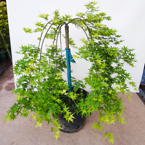 黄金流泉枫树日本约旦泰勒红枫植物盆栽客厅大型绿植庭院阳台盆景