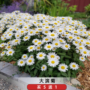 大滨菊种子矮杆菊花籽宿根白菊耐寒园林景观花海庭院阳台盆栽花园