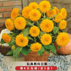玩具熊向日葵种子20粒矮生重瓣泰迪熊花籽可切花阳台盆栽春播易种