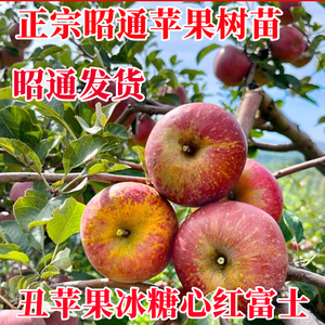 正宗昭通丑苹果冰糖心苹果树苗嫁接南北方种植苹果树地盆栽红富士